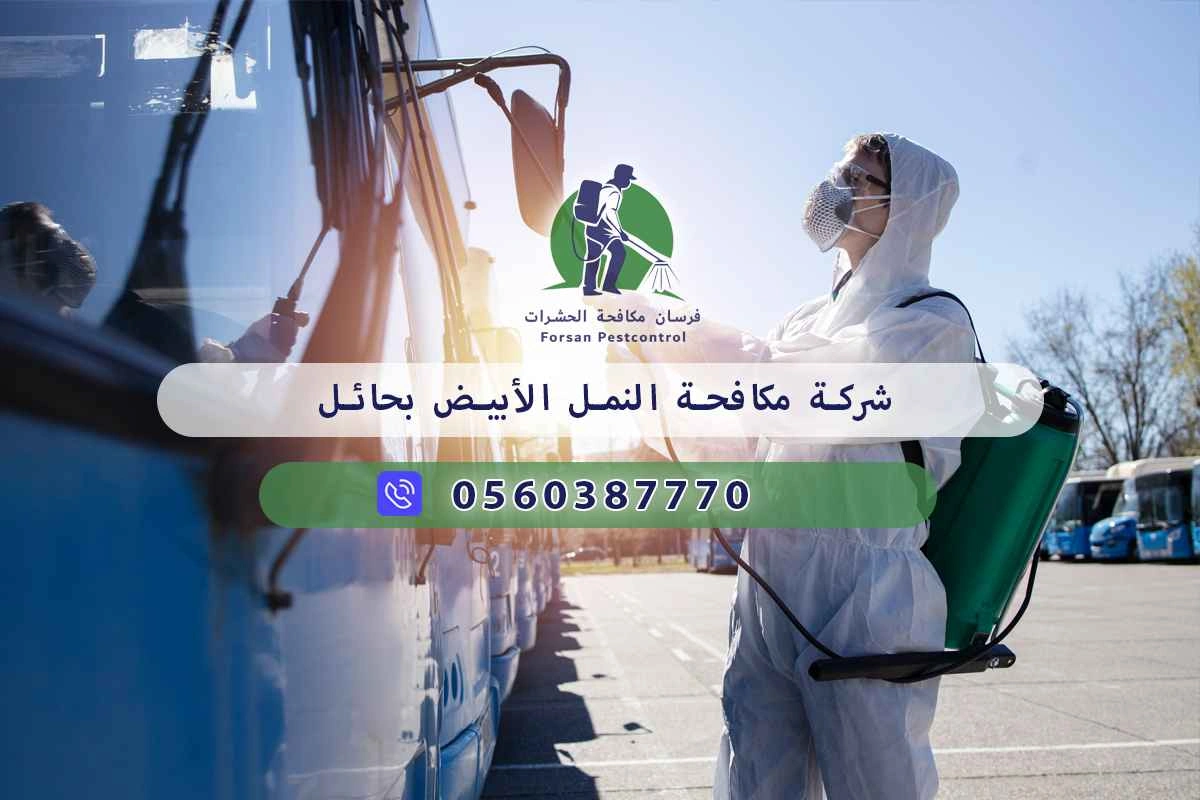 شركة مكافحة النمل الأبيض بحائل