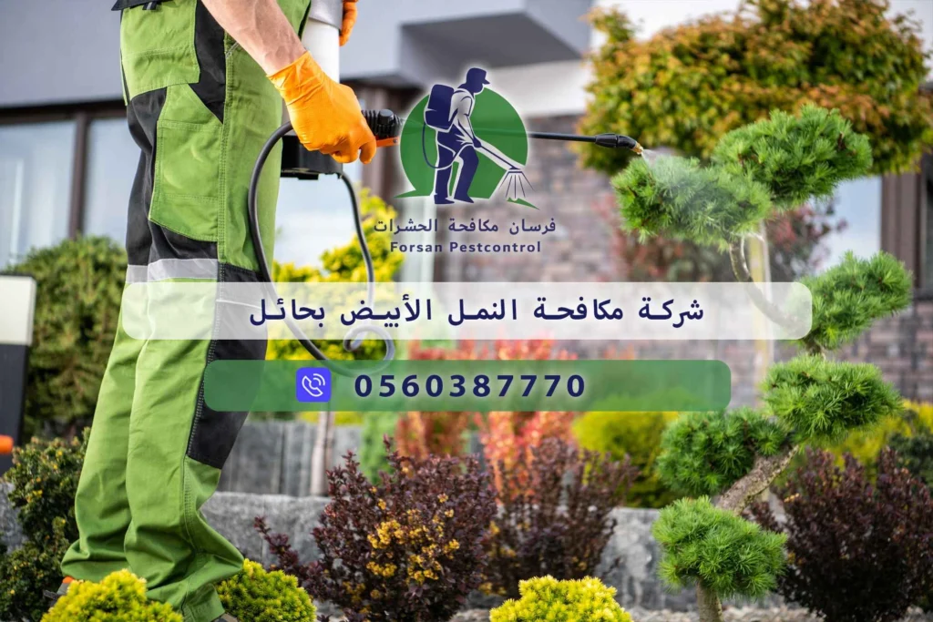 شركة مكافحة النمل الأبيض بحائل
