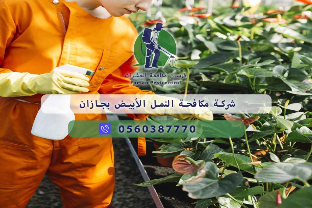 شركة مكافحة النمل الأبيض بجازان