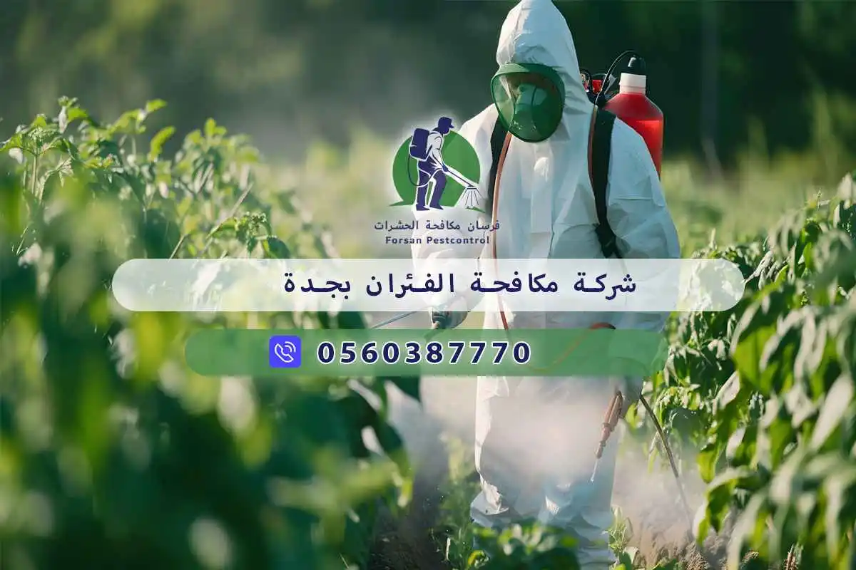 شركة مكافحة الفئران بجدة 0560387770 | فرسان مكافحة الحشرات 3 شركة مكافحة الفئران بجدة