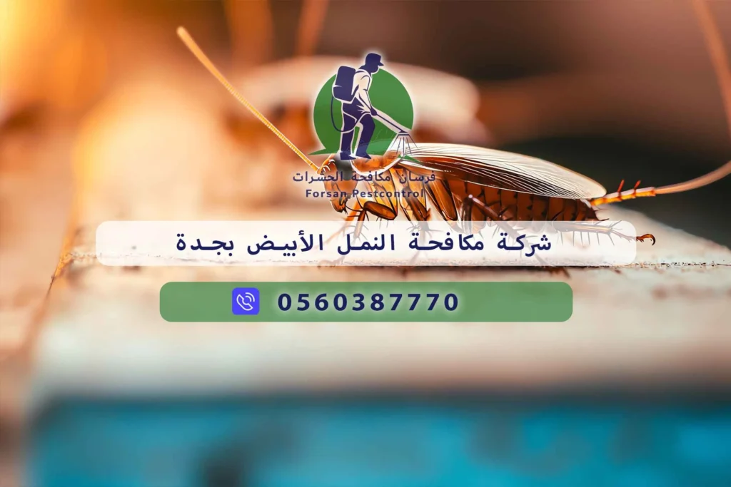 شركة مكافحة النمل الأبيض بجدة