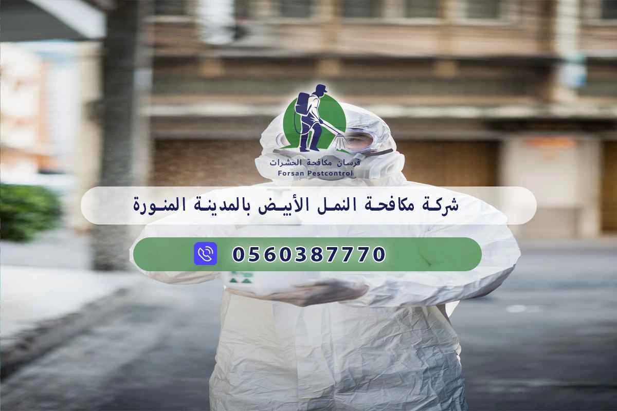 شركة مكافحة النمل الأبيض بالمدينة المنورة 0560387770 – فرسان مكافحة الحشرات 3 شركة مكافحة النمل الأبيض بالمدينة المنورة