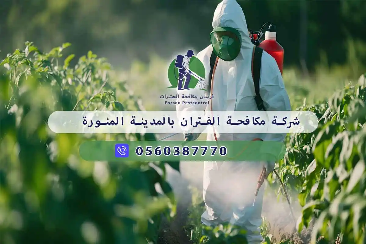 شركة مكافحة الفئران بالمدينة المنورة 0560387770 | فرسان مكافحة الحشرات 3 شركة مكافحة الفئران بالمدينة المنورة