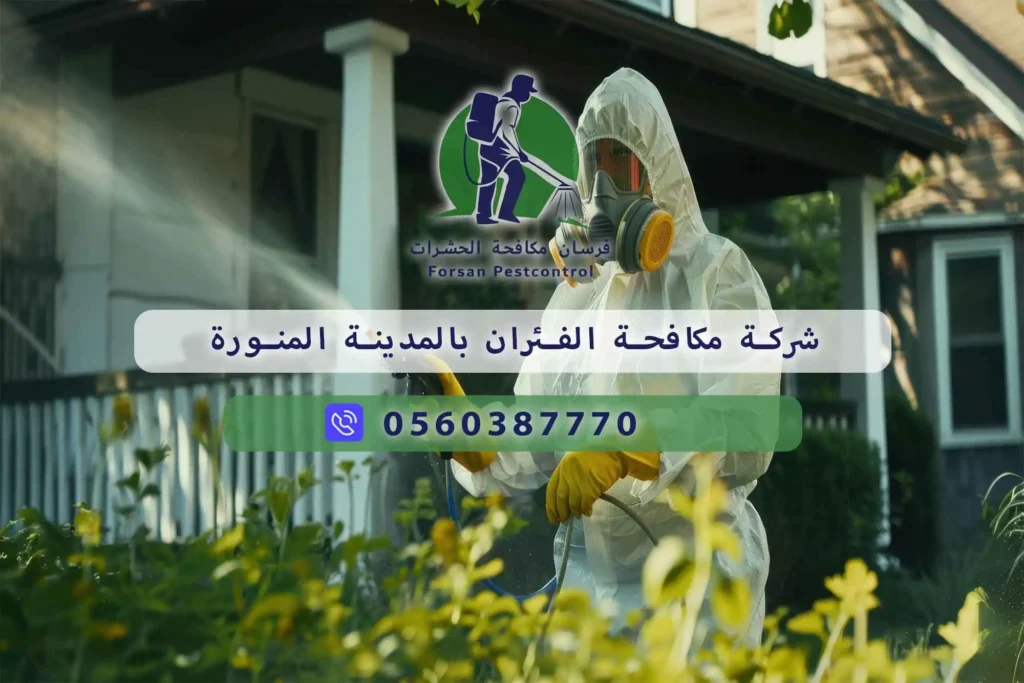 شركة مكافحة الفئران بالمدينة المنورة