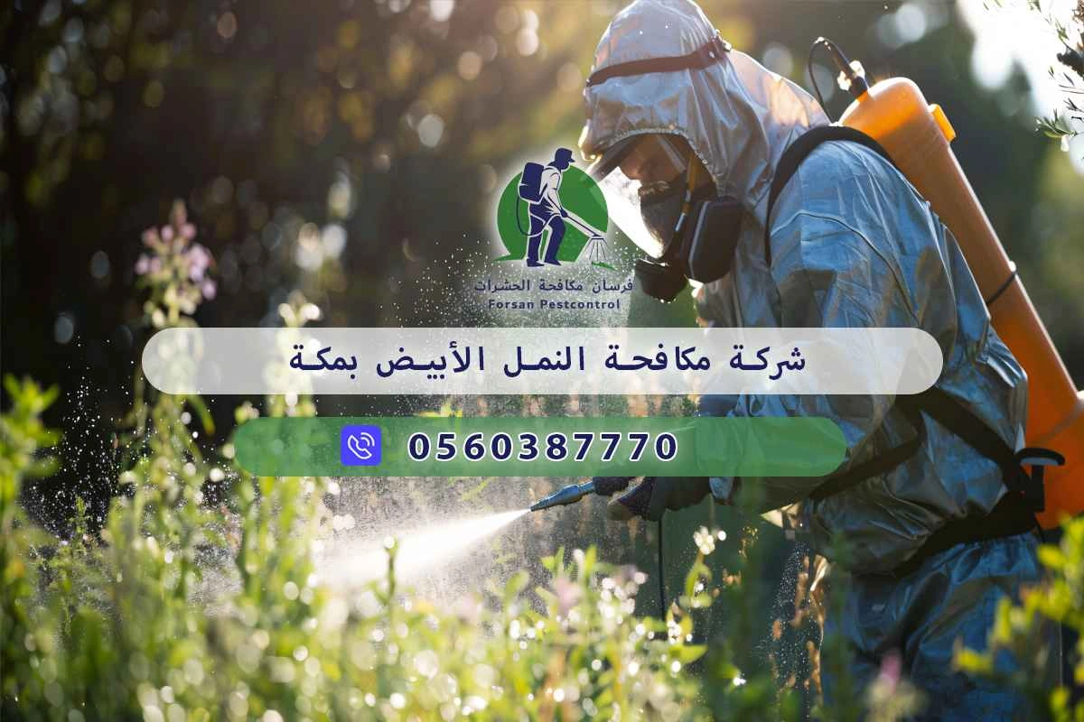 شركة مكافحة النمل الأبيض بمكة