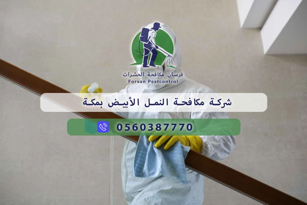 شركة مكافحة النمل الأبيض بمكة