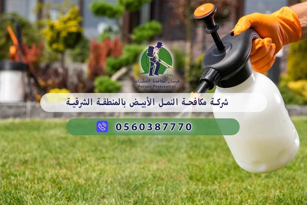 شركة مكافحة النمل الأبيض بالمنطقة الشرقية